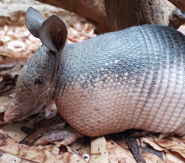 Nine Banded Armadillo