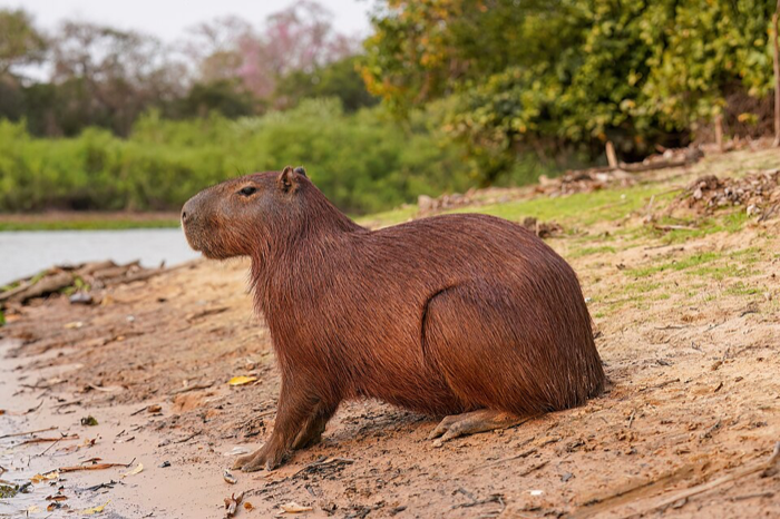 Capybara