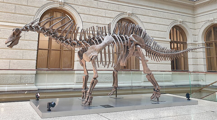 Amargasaurus