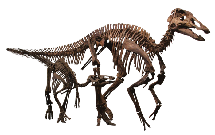 Edmontosaurus