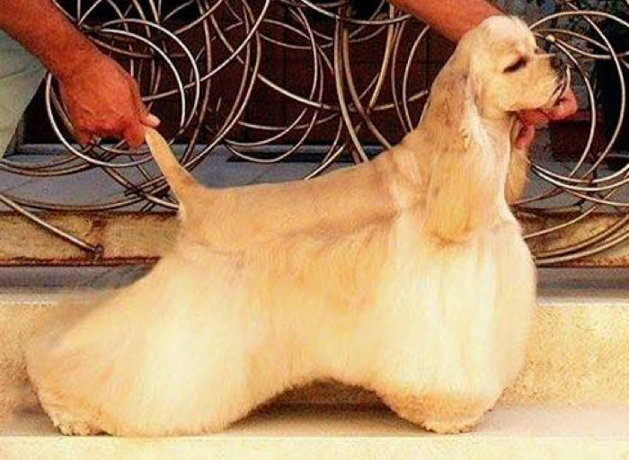 American Cocker Spaniel