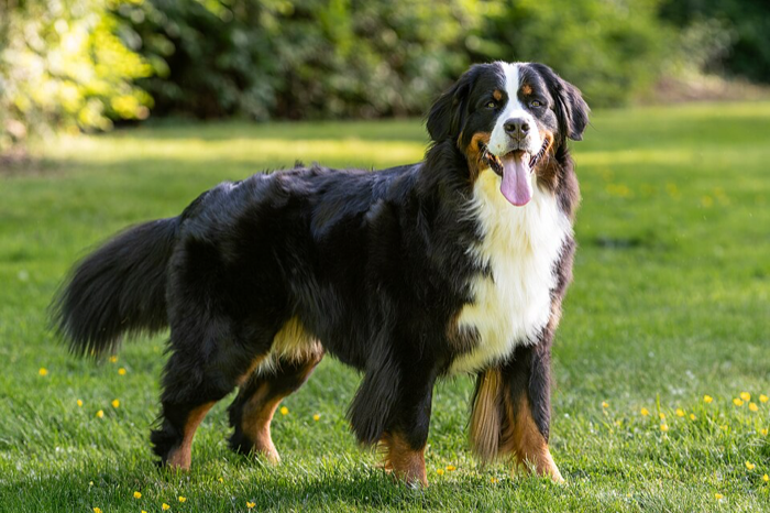 Bernese Mountain