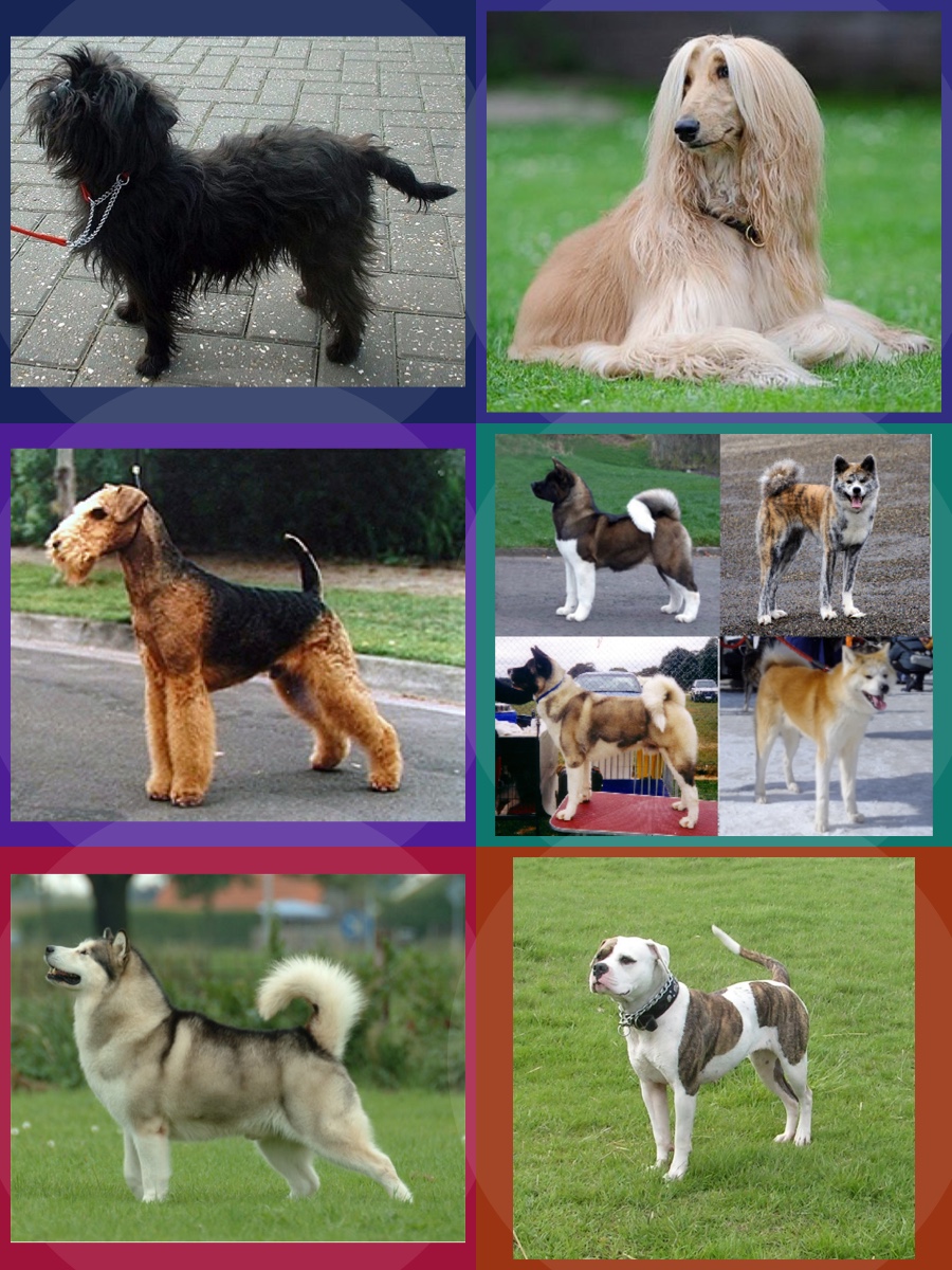 Racas De Cachorro