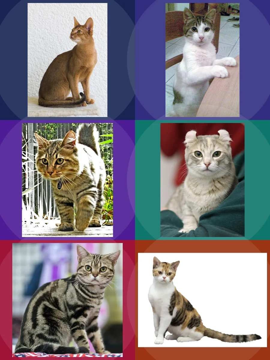 Racas De Gato