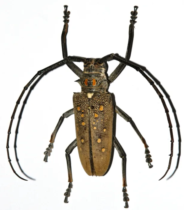Batocera